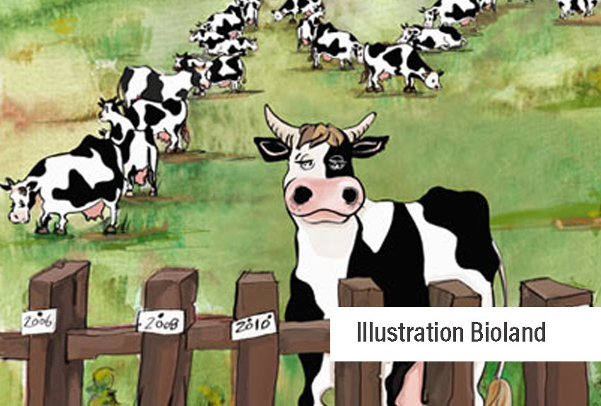 Aquarellierte Zeichnung Kühe auf der Weide vor einem Zaun